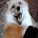 happy_fox emote