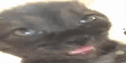 watafak emote