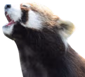 redpanda_pog emote