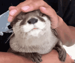 pat animated emote