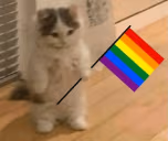 gatogay emote