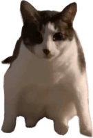 cat_stare emote