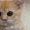 gatolol emoji