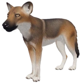 EcosBasalCoat emote