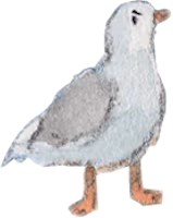 seagullMad emote