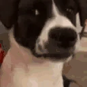 Uhh emote