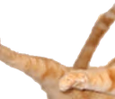 catjump1 emote