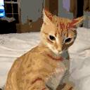 ratchet animated emote