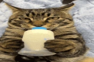DrinkMilk emote