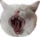 cat_rofl emoji