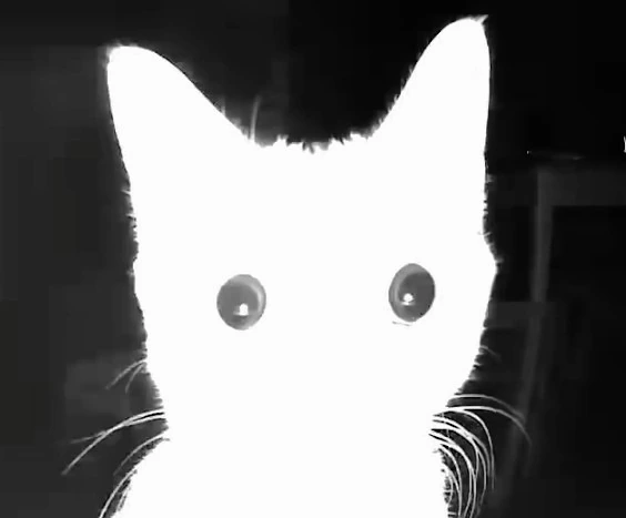 Cat_stare emote