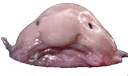 Blobfish emote