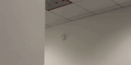 HeyB0ss animated emote