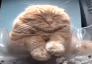 wih emote