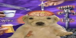 brainrot emote