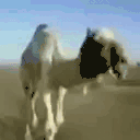 CamelRun animated emote