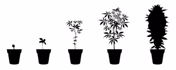 Weed emote