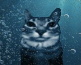 water emote