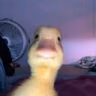 Duck_Stare emote