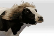 COW emote