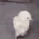 DuckStretch emote