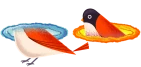 portal_bird emote