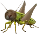 buhg emote