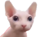 Bingus emote
