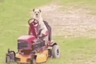 DawgOnTheRidinLawnmower emote