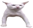 Dawg emote