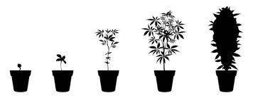 Weed emote