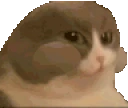 CatNum emote