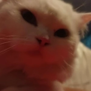 Yukistare2 emote