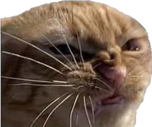 cat emote