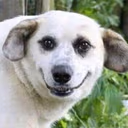 Wof_hh emote