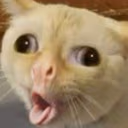 CatSneeze emote