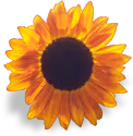 sunflower emoji