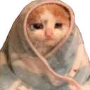 catinblanket emote