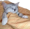CE_Sleepcat emote