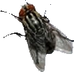 Fly static emote