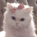 Coquette emote