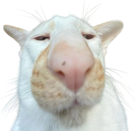 cat emote