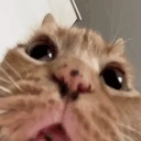 catDam emote