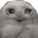 sadowl emote