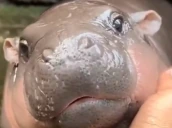 MooDeng emote