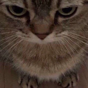 cat emote