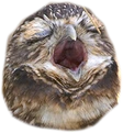 owlscream emote