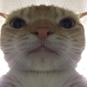 close_up_cat emote