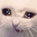 sadcat2 emote