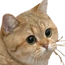 StareCat emote